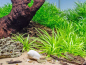 Preview: schmalblättrige Schwertpflanze - Helanthium bolivianum ´Quadricostatus´ in vitro